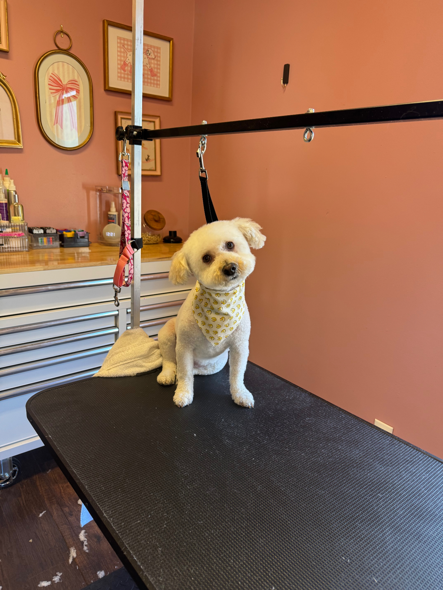 Groomed dog