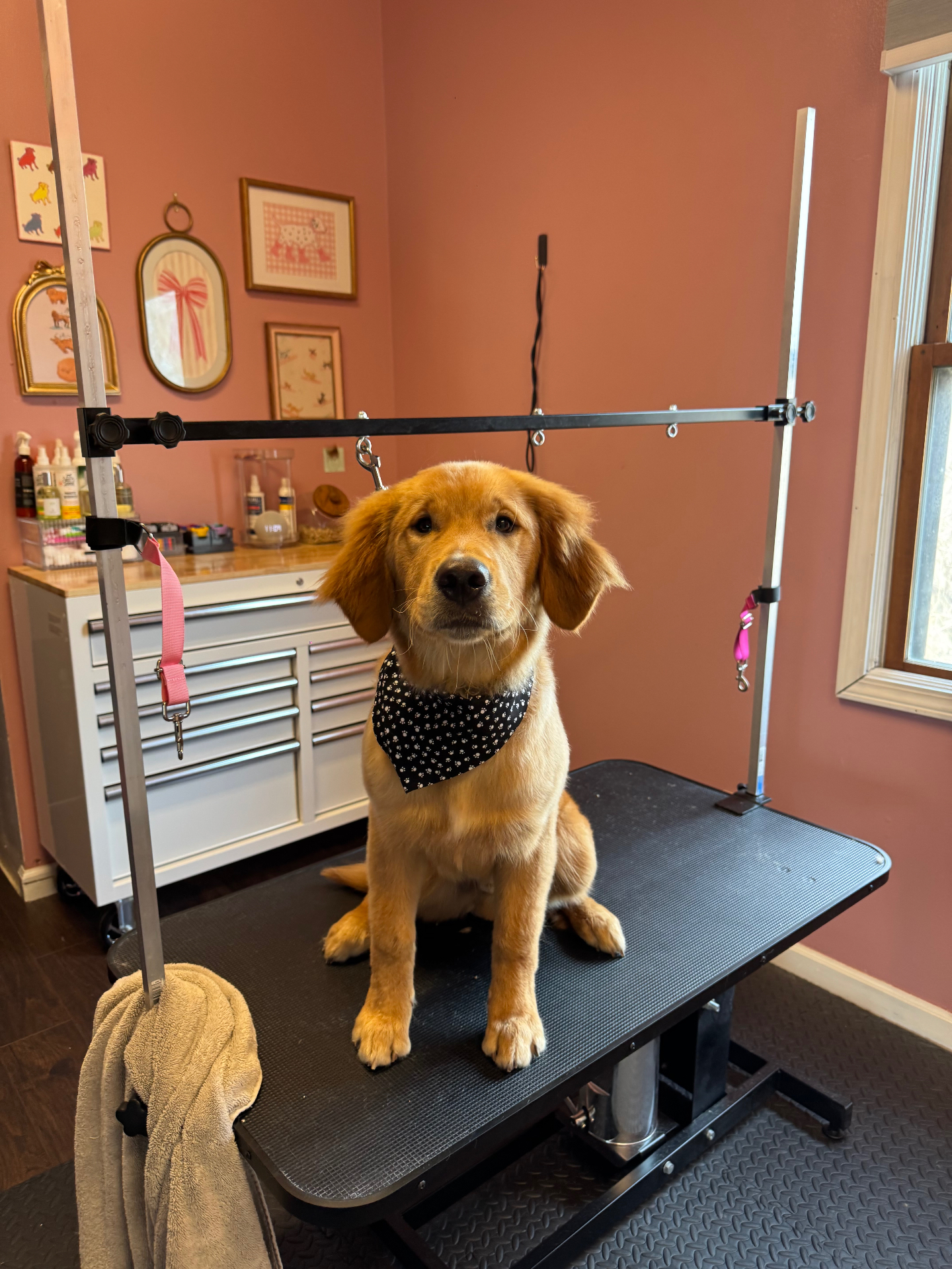 Groomed dog