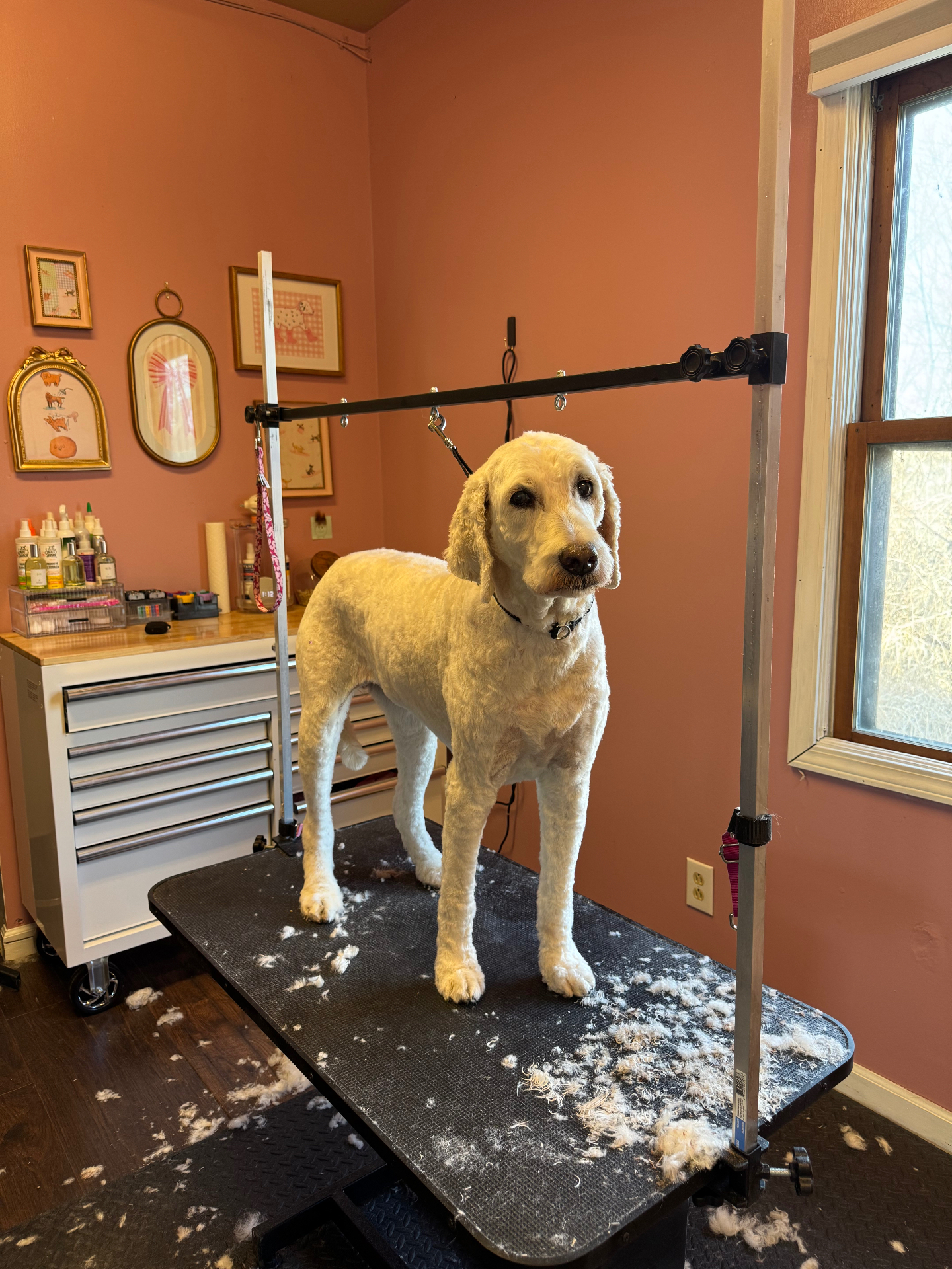 Lily the Doodle