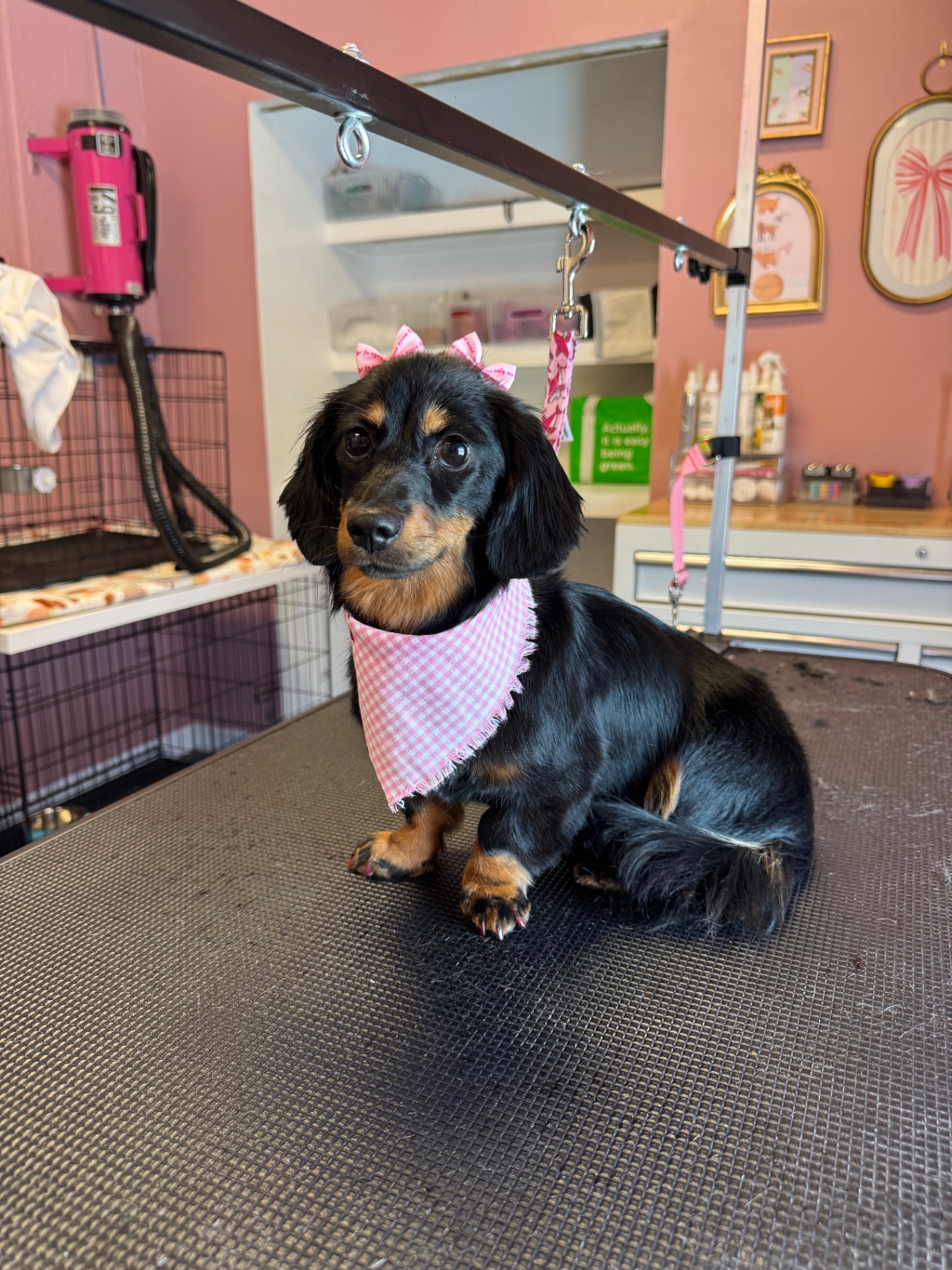 Chilli the Dachshund